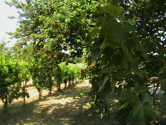 Il Casale Della Quercia